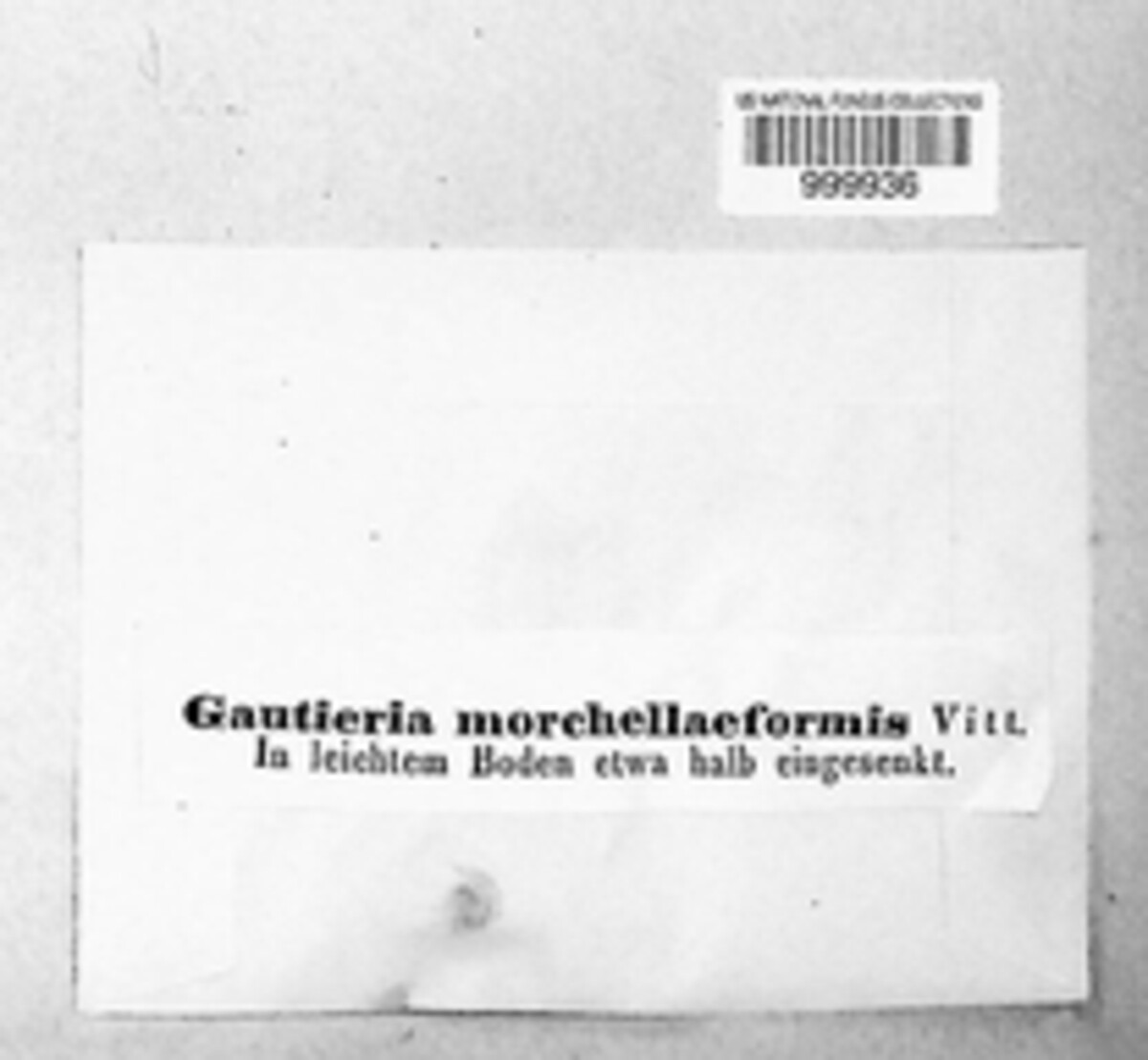 Gautieria morchelliformis image